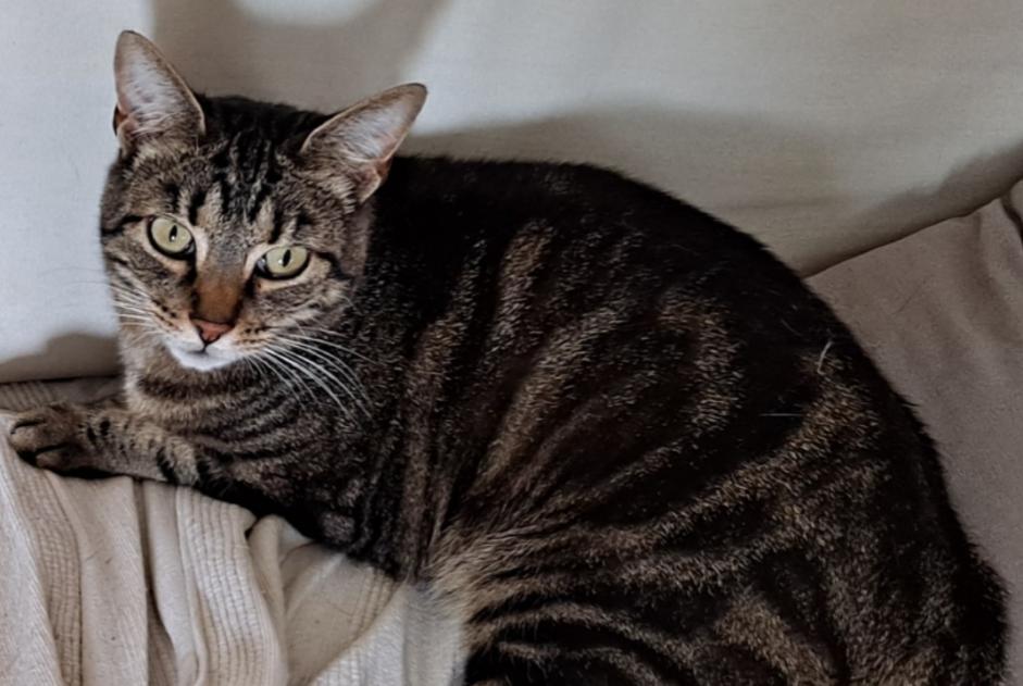 Disappearance alert Cat Female , 7 years Richardménil France Disappearance alert Cat Female , 7 years Richardménil France