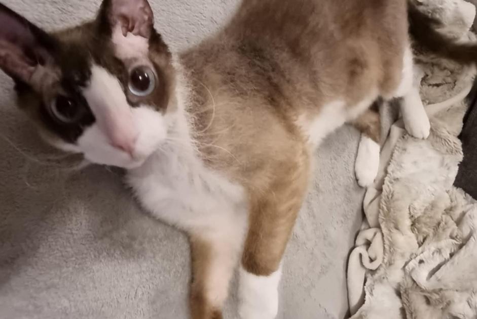 Alerte Disparition Chat Mâle , 6 ans Hussigny-Godbrange France Alerte Disparition Chat Mâle , 6 ans Hussigny-Godbrange France